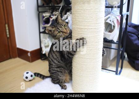 Tabby kleine Katze spielen mit dem Kratzer Stockfoto