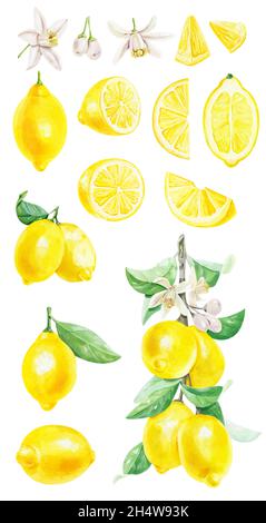 Aquarell-Set mit Zitrusfrüchten Zitronen auf einem Zweig mit grünen Blättern isoliert auf weißem Hintergrund. Echte Aquarellmalerei. Botanische Illustrationen Stockfoto