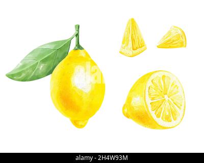 Zitrone Aquarell Illustration. Zitrusfrucht Zweig Zitrone, Zitronenscheibe, Zitrone gesetzt isoliert auf weißem Hintergrund. Stockfoto