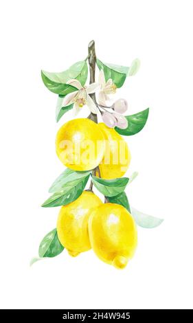 Zitronen auf einem Zweig. Aquarell-Illustration, Malerei, von gelben Zitronen auf dem Ast eines Zitronenbaums. Stockfoto