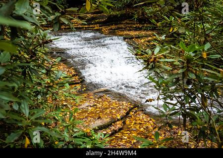 Wasserfällen zwischen goldenen Herbstblättern auf Falls Creek unterhalb der Minnehaha Falls in der Nähe des Lake Rabun in Lakemont, Georgia. (USA) Stockfoto