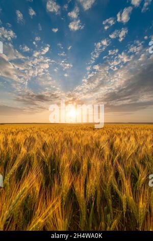 Sommer-Agrarlandschaft mit Weizenfeld und Wolken am schönen Abend, Blick auf das Ackerland Stockfoto