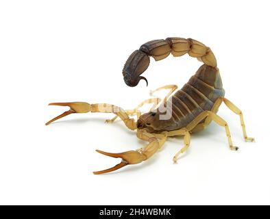 Hochgiftiger Fattail-Skorpion, Androctonus australis, isoliert auf Weiß. Diese Art aus Nordafrika und dem Nahen Osten, ist eine der meisten dan Stockfoto