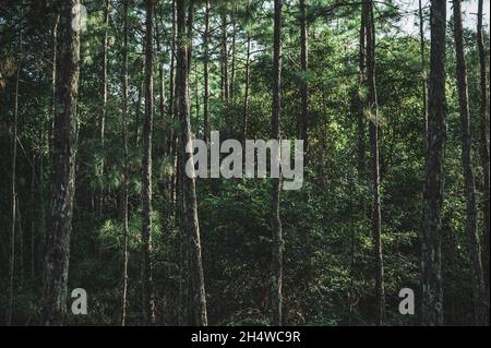 Tiefer Wald mit vielen Kiefern in der Natur, die reichlich vorhanden ist Stockfoto