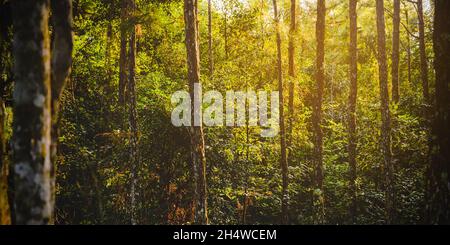 Tiefer Wald mit vielen Kiefern in der Natur, die reichlich vorhanden ist Stockfoto
