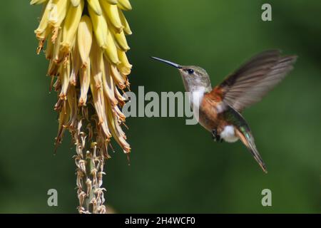 Summender Vogel (Bahama Woodstar), der sich auf der gelben Aloe-Blume schließt Stockfoto