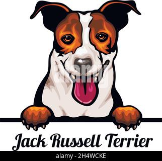 Jack Russell Terrier - Color Peeking Dogs - Hunderasse. Farbbild eines Hundekopfes isoliert auf weißem Hintergrund - Vektorstock Stock Vektor