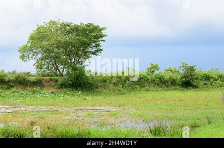 Die Schönheit der geschützten Waldlandschaft von Hambantota in der Nähe des Wallfahrtsortes Madunagala. Sümpfe und grüne Wiesen in der Nähe des Sees. Die Regenzeit in t Stockfoto
