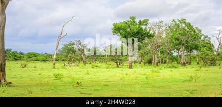 Die Schönheit der geschützten Waldlandschaft von Hambantota in der Nähe des Wallfahrtsortes Madunagala. Grüne Wiesen und hohe Baumlinien in der Regenzeit in der Stockfoto