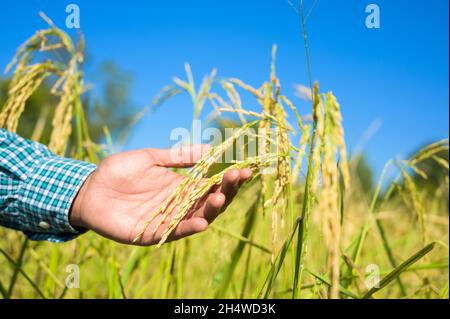 Männliche Hand berührt zärtlich einen jungen Reis im Reisfeld. Stockfoto