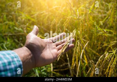 Männliche Hand berührt zärtlich einen jungen Reis im Reisfeld. Stockfoto