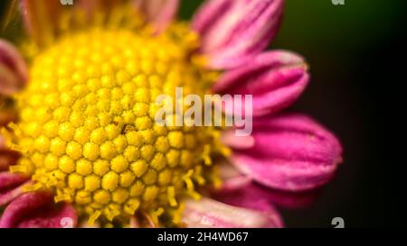 Chrysantheme lila Blume Nahaufnahme Makro-Fotografie. Die schöne Struktur des goldgelben Blütenkopfes. Stockfoto
