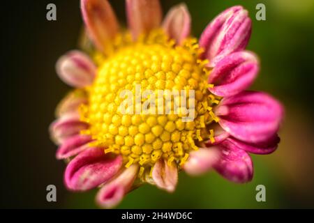 Chrysantheme 'bodeka' eintypige Makrofotografie mit Blüten in Nahaufnahme. Die schöne Struktur des goldgelben Blütenkopfes. Stockfoto
