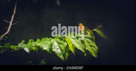 Gemeiner Leopardschmetterling, der auf Ramontchi-Baumblättern thront, Stockfoto