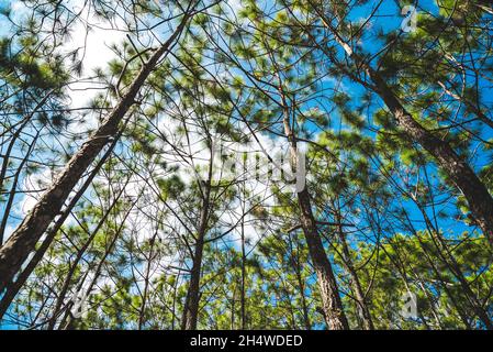 Kiefernwald in Phukradueng, Loei, Nationalpark in Thailand. Stockfoto