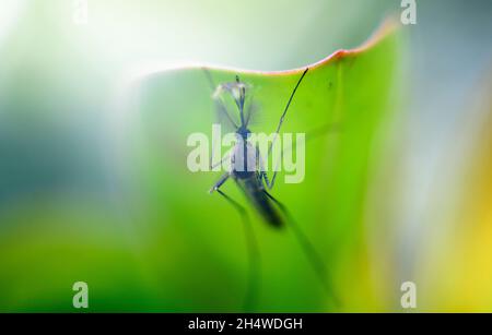 Männliche Moskitos hängen unter dem Schatten eines grünen Blattes in der Nahaufnahme eines Makrofotos. Stockfoto