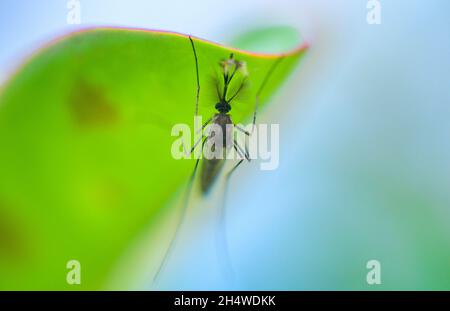Männliche Moskitos hängen unter dem Schatten eines grünen Blattes in der Nahaufnahme eines Makrofotos. Stockfoto