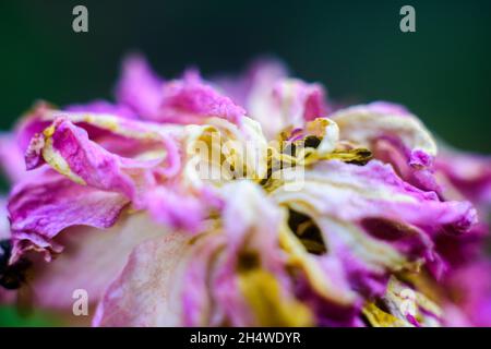 Verwelkte Rosenblätter Nahaufnahme Makrofoto. Kurz vor dem Ende der Lebensdauer einer schönen Blume. Stockfoto