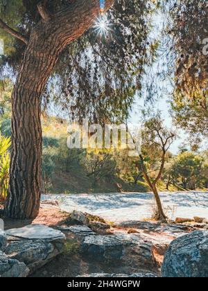 Alte Bäume in der mediterranen Region Südeuropas. Schöne Natur, um während eines Sommerurlaubs zu entspannen. Stockfoto