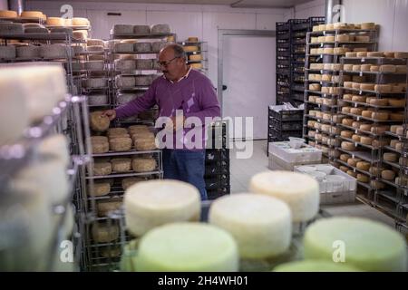 Pecorino Käseherstellung in den Abruzzen, Italien. Stockfoto