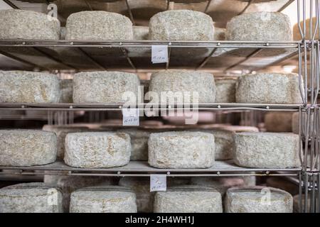 Pecorino Käseherstellung in den Abruzzen, Italien. Stockfoto