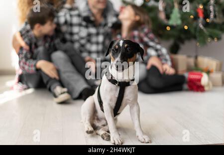 Weihnachtshund Jack Russell Terrier sitzt auf dem Boden, im Hintergrund Familie und ein Weihnachtsbaum. Neujahr und Haustier-Konzept Stockfoto