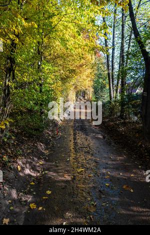 Herbstlandschaft mit nasser Straße, bunten Bäumen und klarem Himmel in der Nähe von Usti nad Orlici Stadt in der Tschechischen republik Stockfoto