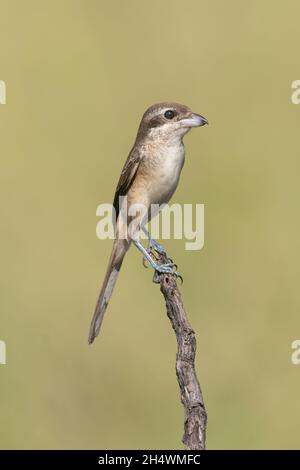 Der braune Würger (Lanius Cristatus) ist ein Vogel in der Familie der Würger, die vor allem in Asien gefunden wird. Stockfoto