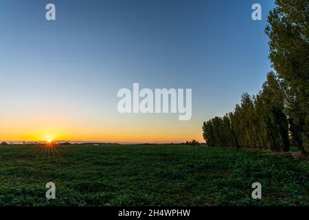 Ackerland Feld mit Kulturen, auf der einen Seite eine geschwungene Reihe von Pappelbäumen und auf der anderen Seite ein entfernter Sonnenaufgang mit der Sonne scheint sternförmig. Band aus gelbem Himmel am Horizont und darüber ein klarer blauer Himmel. Stockfoto