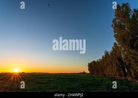 Ackerland Feld mit Kulturen, auf der einen Seite eine geschwungene Reihe von Pappelbäumen und auf der anderen Seite ein entfernter Sonnenaufgang mit der Sonne scheint sternförmig. Band aus gelbem Himmel am Horizont und darüber ein klarer blauer Himmel. Stockfoto