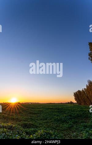 Ackerland Feld mit Kulturen, auf der einen Seite eine geschwungene Reihe von Pappelbäumen und auf der anderen Seite ein entfernter Sonnenaufgang mit der Sonne scheint sternförmig. Band aus gelbem Himmel am Horizont und darüber ein klarer blauer Himmel. Stockfoto