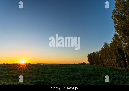 Ackerland Feld mit Kulturen, auf der einen Seite eine geschwungene Reihe von Pappelbäumen und auf der anderen Seite ein entfernter Sonnenaufgang mit der Sonne scheint sternförmig. Band aus gelbem Himmel am Horizont und darüber ein klarer blauer Himmel. Stockfoto