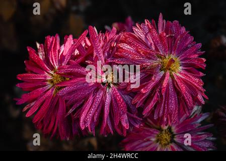 Lila magentafarbene Asterblüten Blütenblätter mit Tau-Tropfen aus der Nähe im Herbstgarten, Herbstblumen im Oktober blühen im Garten Stockfoto