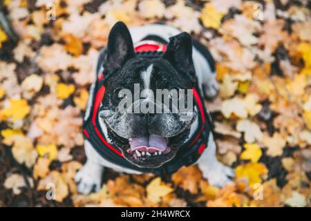Draufsicht auf eine französische Bulldogge unter den Blättern im Herbst Stockfoto