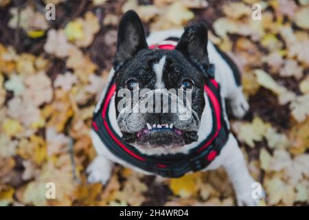 Draufsicht auf eine französische Bulldogge unter den Blättern im Herbst Stockfoto