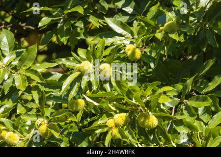 Die unreifen Früchte (Stachelscheide) von Castanea sativa, der Edelkastanie Stockfoto