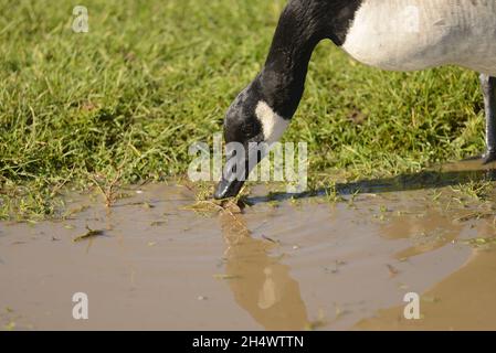 Kanadagans (Branta Canadensis) Stockfoto