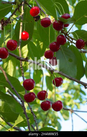 Reife rote Beeren hängen an den Zweigen eines Obstbaums. Reife Kirschen. Stockfoto