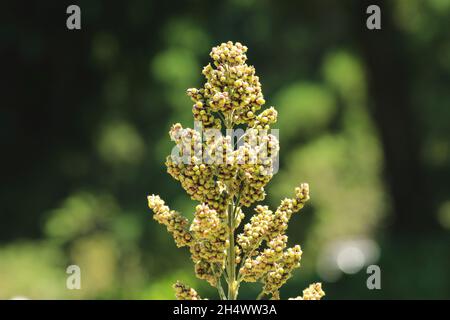 Nahaufnahme der Quinoa-Pflanze (Chenopodium Quinoa), die an einem sonnigen Tag in der Plantage wächst Stockfoto