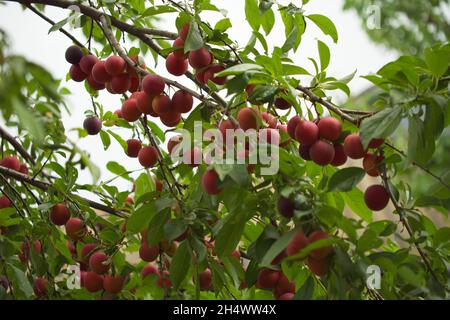 An einem Ast hängen viele reife Kirschpflaumenbeeren. Stockfoto
