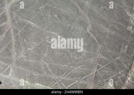 Fregatte Bird, Nazca Lines, (alte Geoglyphen und Weltkulturerbe) in der Wüste in der Nähe von Nazca, Region Ica, Peru, Südamerika Stockfoto