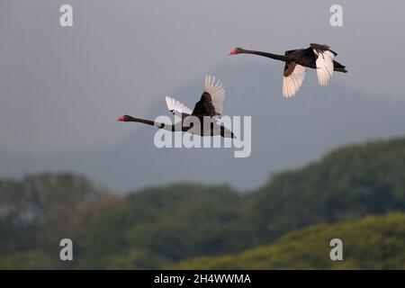 Black Swans (Cygnus atratus), eine eingeschleppte Art, auf dem Flug über das Mai Po Nature Reserve, Hongkong 1st. Oktober 2021 Stockfoto
