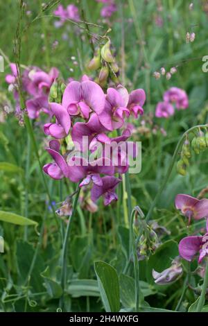 Lathyrus latifolius, breitblättrige, ewige Erbse, Fabaceae. Wildpflanze im Sommer geschossen. Stockfoto