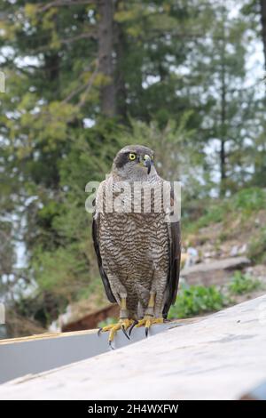 Wie ein Adler, müde, nachdem er in den Himmel gesogen ist, seine Flügel faltet und abfliegt, um sich in seinem Nest auszuruhen, so tritt das leuchtende selbst in den Zustand des Traumlosen ein Stockfoto