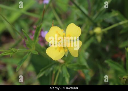 Potentilla erecta, Gemeine Tormentil, Rosaceae. Wildpflanze im Sommer geschossen. Stockfoto