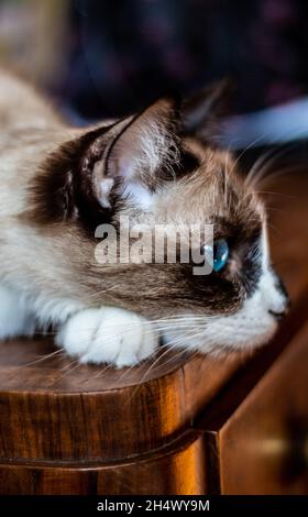 Vertikale Nahaufnahme der Schneeschuhkatze. Stockfoto