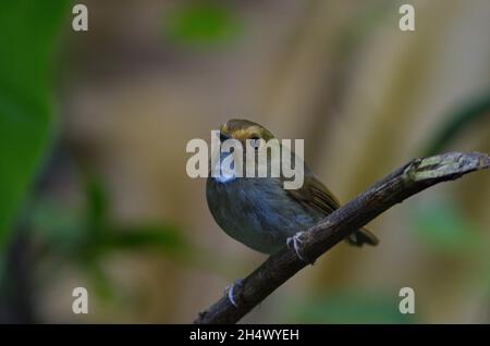 Fliegenfänger von Thailaand Stockfoto