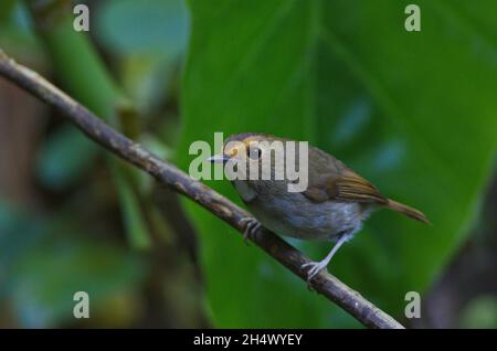 Fliegenfänger von Thailaand Stockfoto