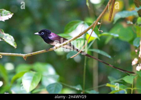 Fliegenfänger von Thailaand Stockfoto