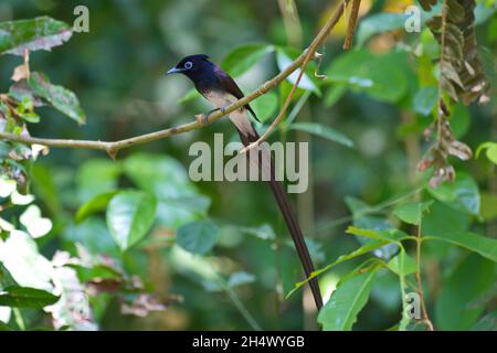 Fliegenfänger von Thailaand Stockfoto